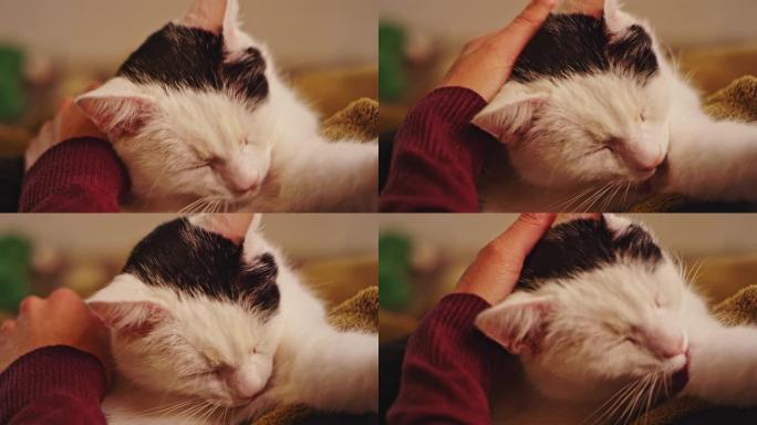 女人抚摸着躺在怀里的可爱的猫