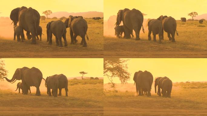 特写: 一群大象在萨凡纳沙漠中漫游时扬起灰尘