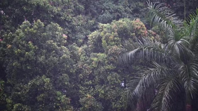 大角度视野背景下雨天不在关注繁忙的高速公路汽车经过，沿路树木