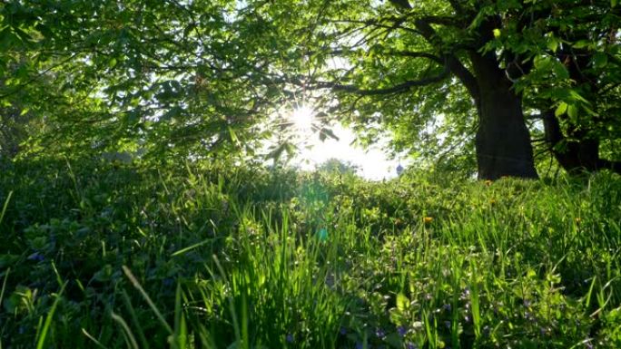 日落灯光下绿草、鲜花和树木的夏季景观。夏季或春季概念，4K UHD