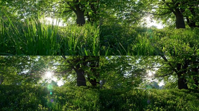 日落灯光下绿草、鲜花和树木的夏季景观。夏季或春季概念，4K UHD