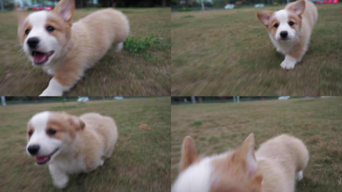 快乐的小狗柯基犬在户外追逐相机
