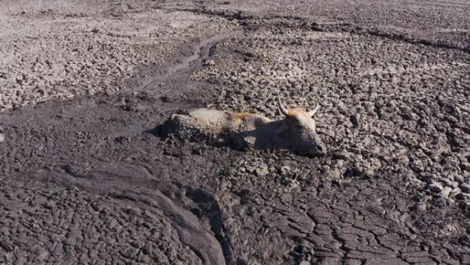 博茨瓦纳奥卡万戈三角洲，恩加米湖因干旱和气候变化而干涸，一头牛在生命的最后阶段被困在泥里的鸟瞰图