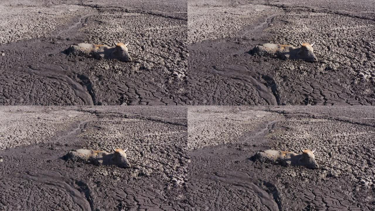 博茨瓦纳奥卡万戈三角洲，恩加米湖因干旱和气候变化而干涸，一头牛在生命的最后阶段被困在泥里的鸟瞰图