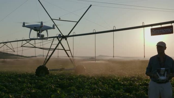 4k背光平移视图的现代农民用无人机监控他的蔬菜作物在一个大型蔬菜农场使用先进的技术，中心枢轴在背景