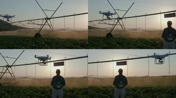 4k背光平移视图的现代农民用无人机监控他的蔬菜作物在一个大型蔬菜农场使用先进的技术，中心枢轴在背景