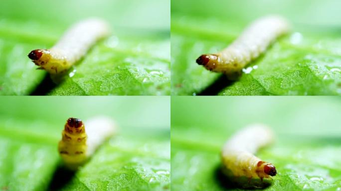 在肥沃的土壤中移动的幼虫的宏观镜头用于施肥土壤并使其有利于农作物。