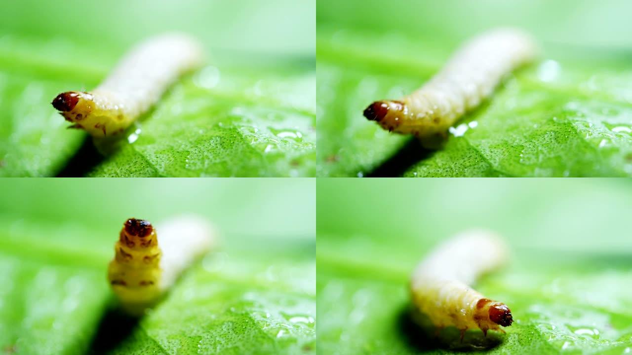 在肥沃的土壤中移动的幼虫的宏观镜头用于施肥土壤并使其有利于农作物。