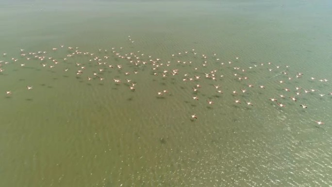 空中火烈鸟群在泻湖中飞行
