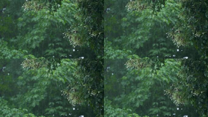 自然界中Millingtonia hortensis，茉莉树或印度软木树枝上的4k雨水