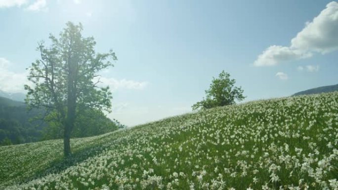 阿尔卑斯山风景如画的田野中充满白色水仙花的令人惊叹的照片。