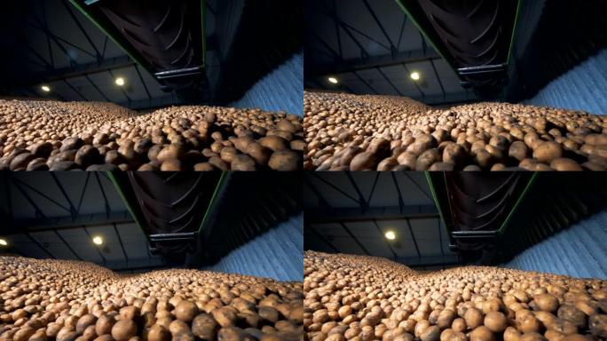 农业农业概念。土豆从仓库里的一堆大堆里滚落下来