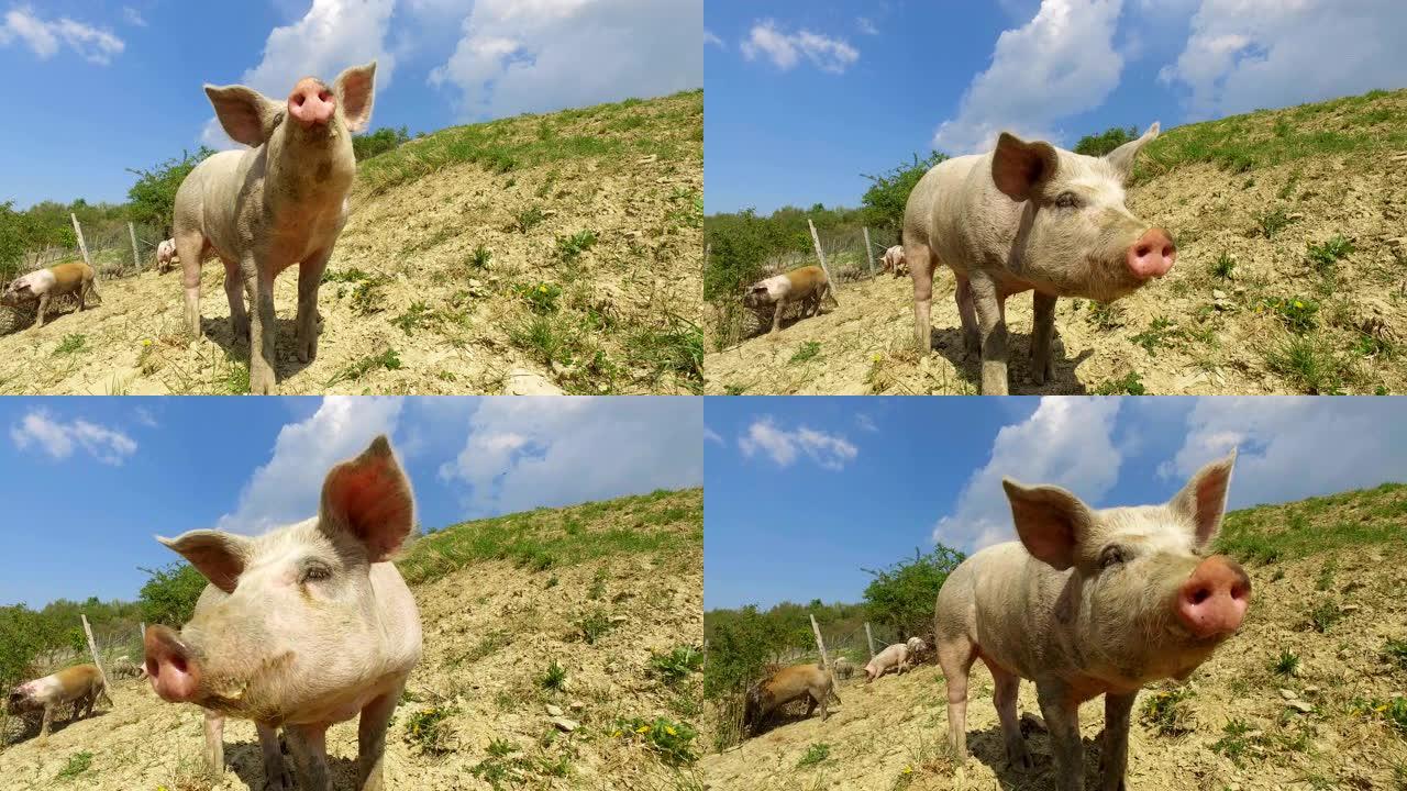 在农场上，一群美丽的猪 (粉红色，棕色) 在山坡和天空的背景下沿着山腰散步。