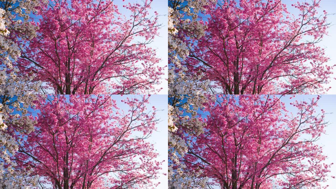 盛开的粉红色樱桃树