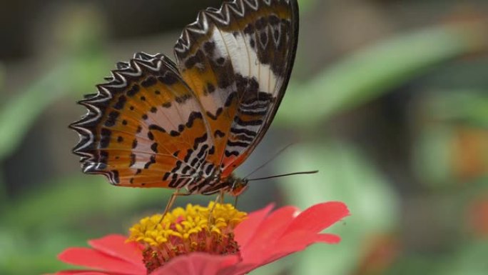 一只五颜六色的蝴蝶喝花果汁的宏观照片。慢动作