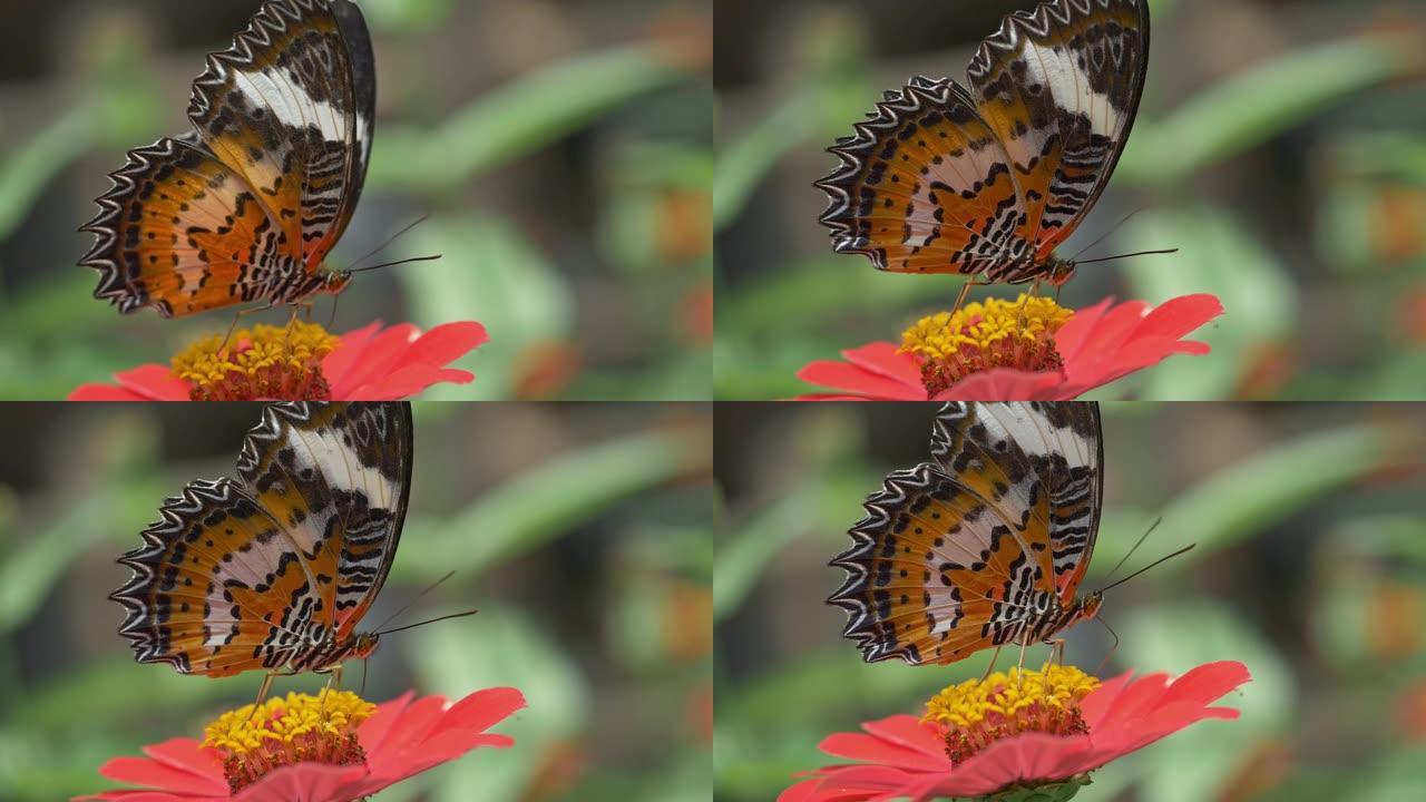 一只五颜六色的蝴蝶喝花果汁的宏观照片。慢动作