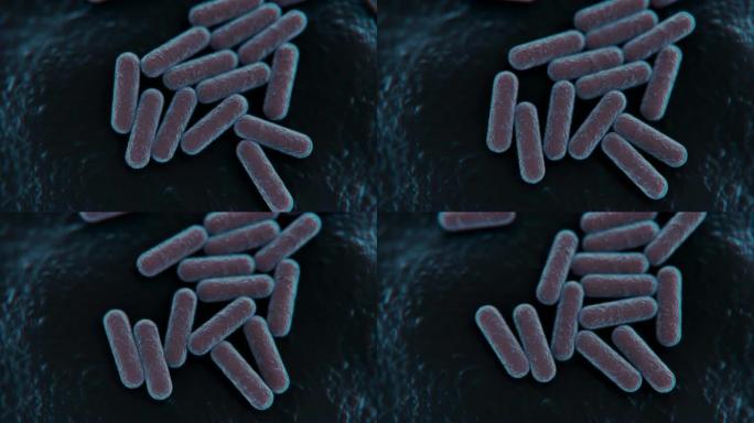 细菌菌落的4k显微镜视图。