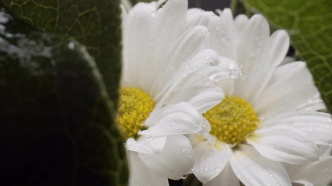 盛开的雏菊花。白花运镜拉