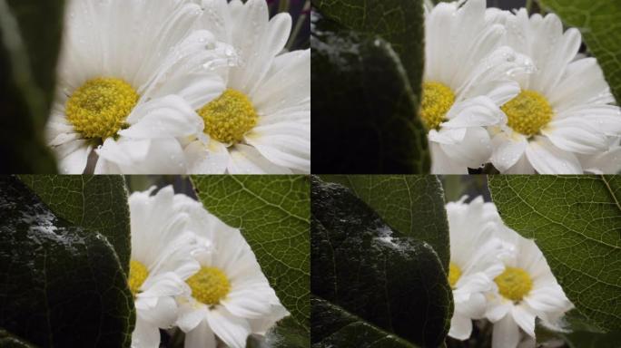 盛开的雏菊花。白花运镜拉