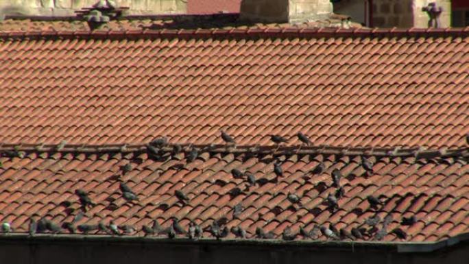 一群鸽子停在瓦屋顶上。