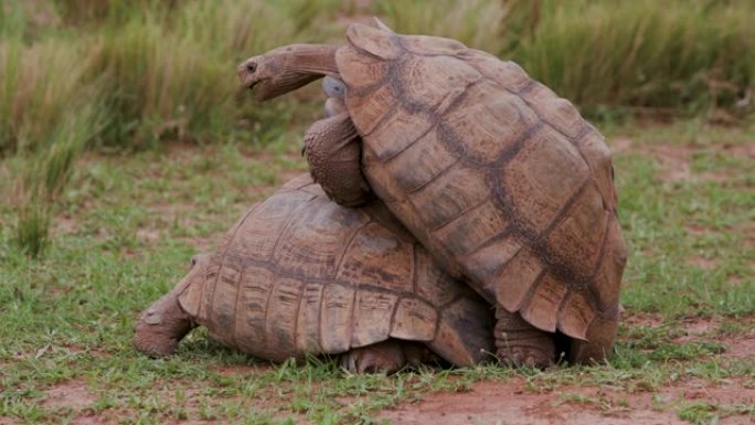 两只非洲刺激的乌龟交配的特写