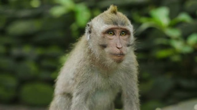 野生恒河猴猕猴的特写镜头，它的幼崽坐在印度尼西亚雨林的树枝上