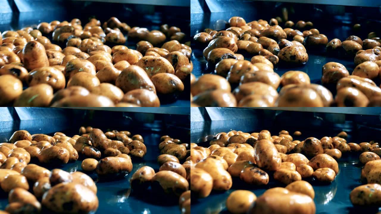 干净的土豆落在食品设施的工厂输送机上。