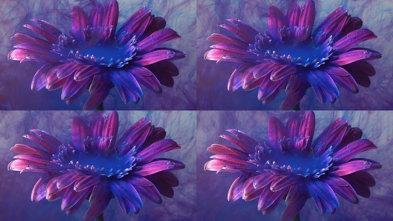 4k慢动作紫色墨水和水中的雏菊花。