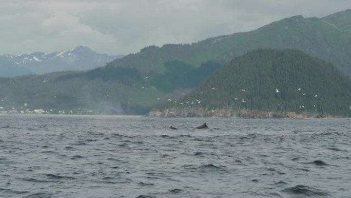野外的鲸鱼鲸鱼喷水湖面飞鸟海面飞鸟