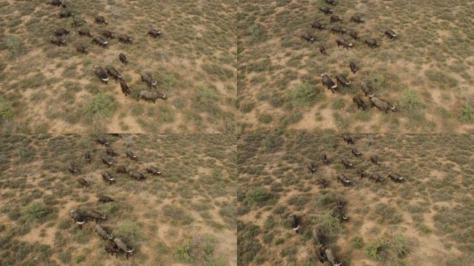 在非洲丛林中行走的布法罗角牛群的鸟瞰图