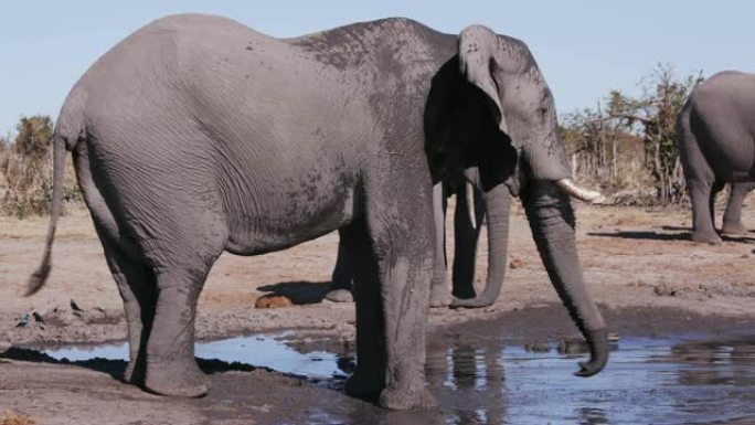 4k特写镜头，大象在水坑边缘用浑水喷洒自己，其他大象在附近，博茨瓦纳