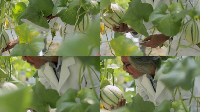 白大衣高级农艺师在温室中监督幼苗的生长。植物护理和保护概念.行业4.0
