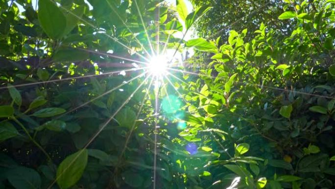 日落时新鲜的绿叶。西班牙巴利阿里群岛马略卡岛阿尔法比亚植物园。