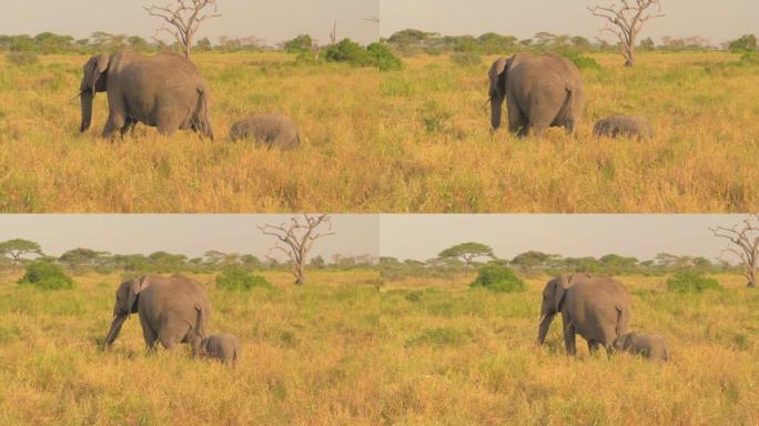 特写: 可爱的母亲带领小象穿过广阔的萨凡纳草原