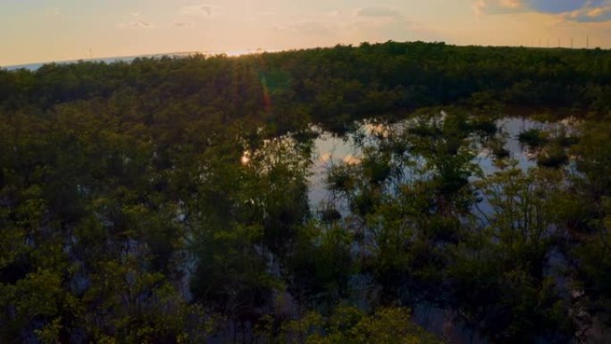 WS风景区沼泽树，基韦斯特，佛罗里达州，美国