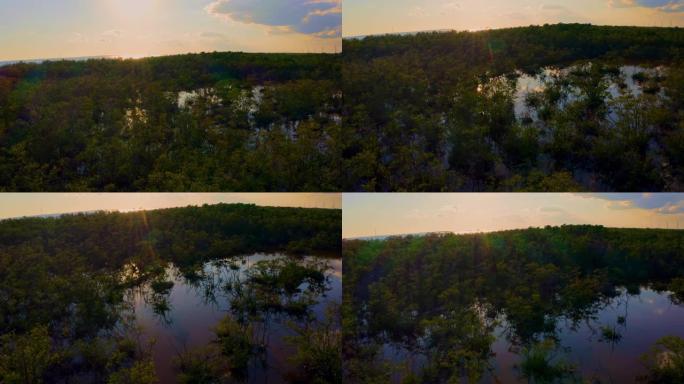 WS风景区沼泽树，基韦斯特，佛罗里达州，美国