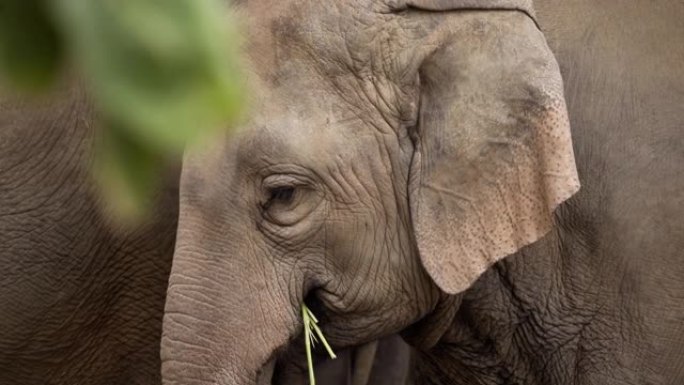 铜淘多莉象吃甘蔗大象视频素材