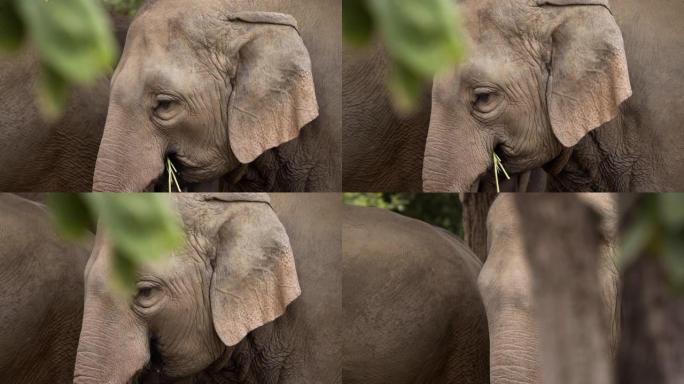 铜淘多莉象吃甘蔗大象视频素材