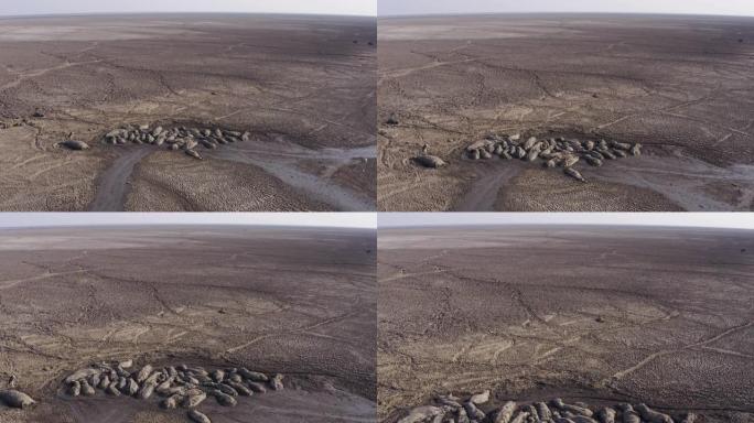 空中飞越一群绝望的河马的吊舱，由于干旱和气候变化，博茨瓦纳奥卡万戈三角洲在Ngami湖干燥的剩余泥浆