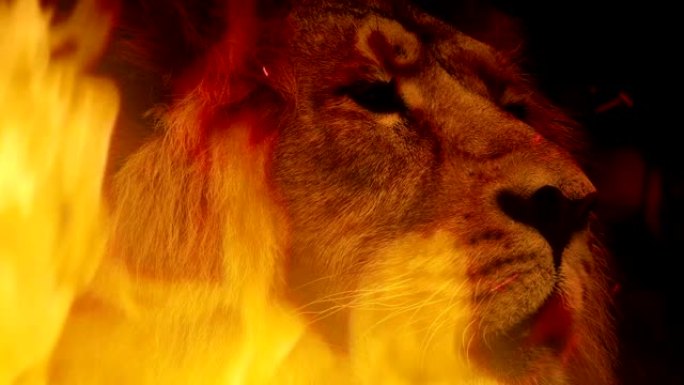 火焰抽象的大狮子脸