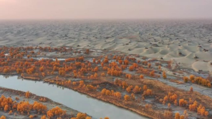 新疆鸟瞰图沙漠绿洲秋景航拍湿地沼泽秋天金