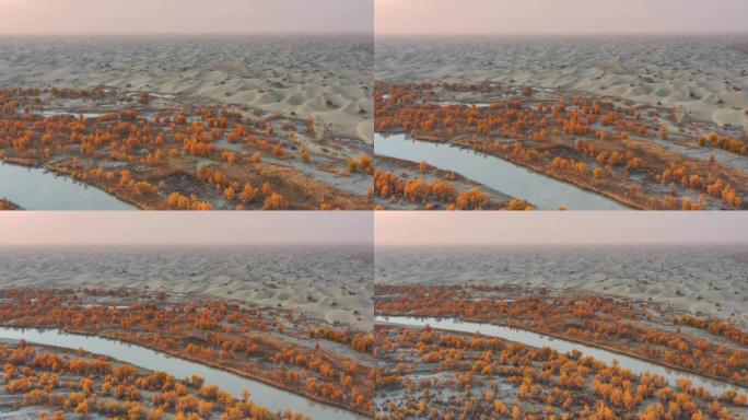 新疆鸟瞰图沙漠绿洲秋景航拍湿地沼泽秋天金
