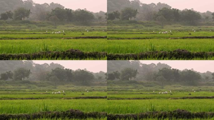 斯里兰卡宁静的绿色田野中的白色大白鹭女士