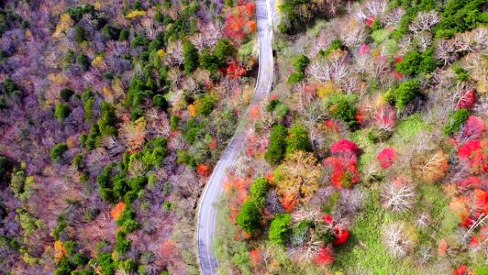 日本秋天的日光在山上的道路和前进的鸟瞰图