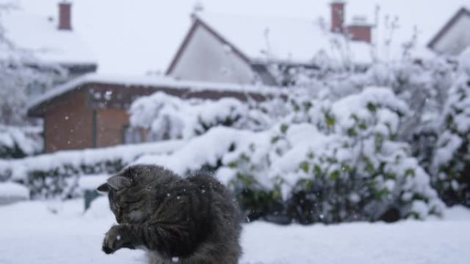 特写: 棕色条纹猫在田园诗般的后院与雪球玩耍。