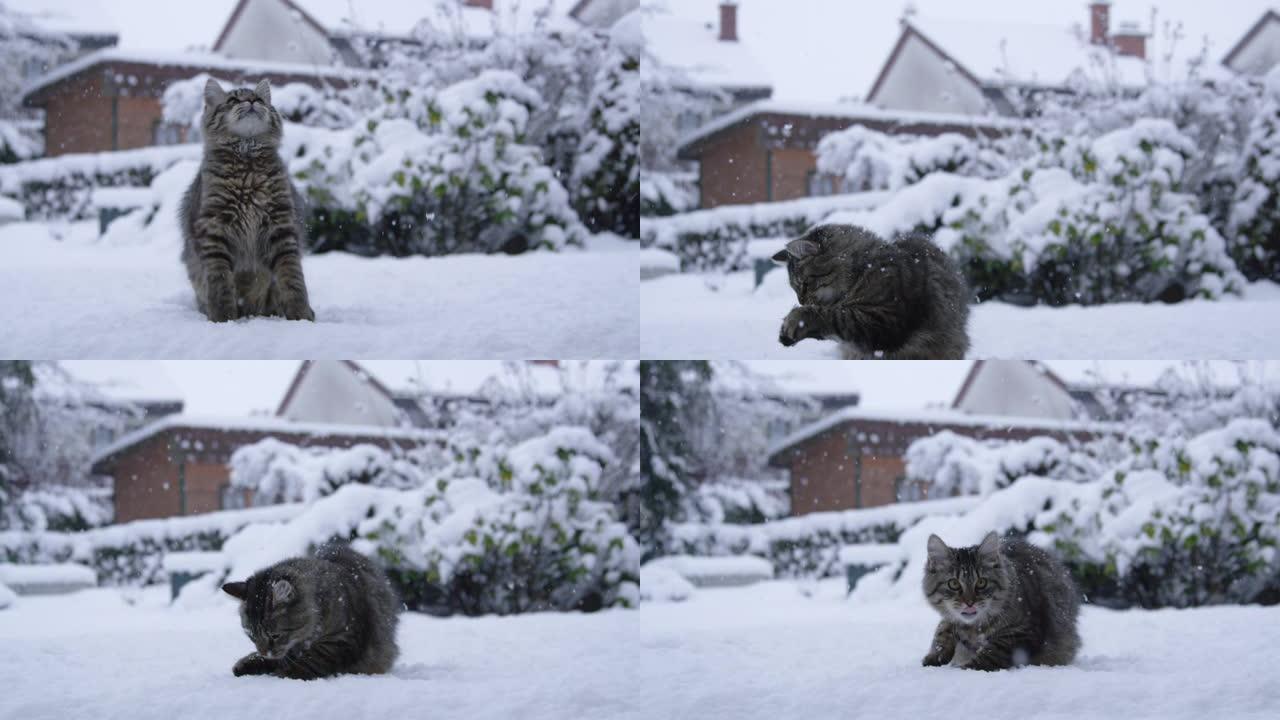 特写: 棕色条纹猫在田园诗般的后院与雪球玩耍。