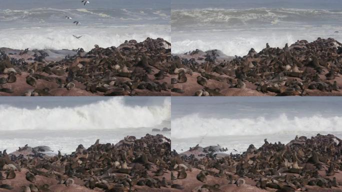 纳米比亚骨架海岸国家公园一大群海角海狗的4k视图