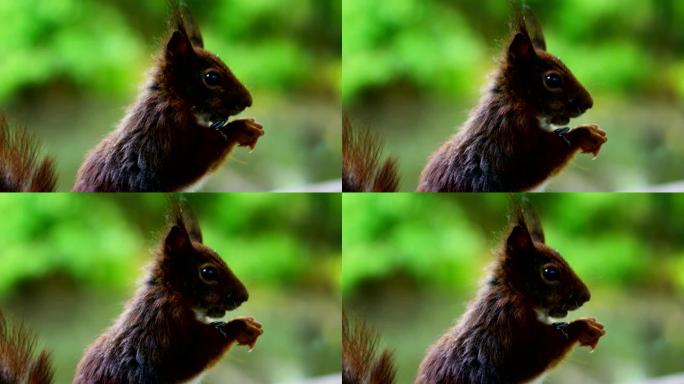 一只松鼠吃了食物，在慢动作的奇妙地方环顾四周