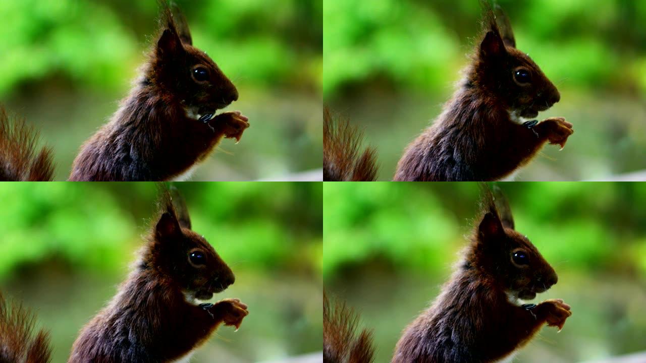 一只松鼠吃了食物，在慢动作的奇妙地方环顾四周