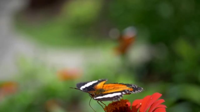 橘色蝴蝶正在从红花中吮吸蜜露并飞走。模糊的绿色花卉背景。慢动作镜头